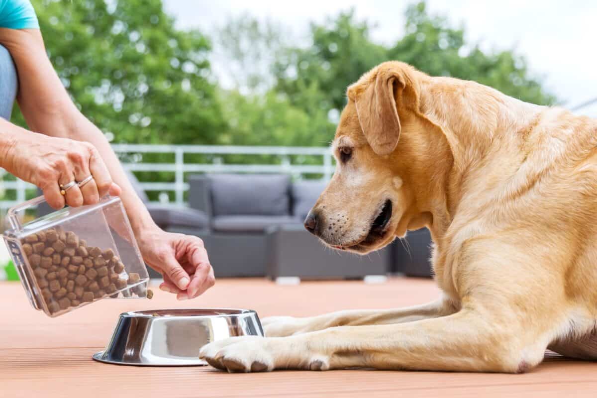 North America Companion Animal Drugs Market Will Grow at Highest Pace Owing to Increasing Pet Adoption