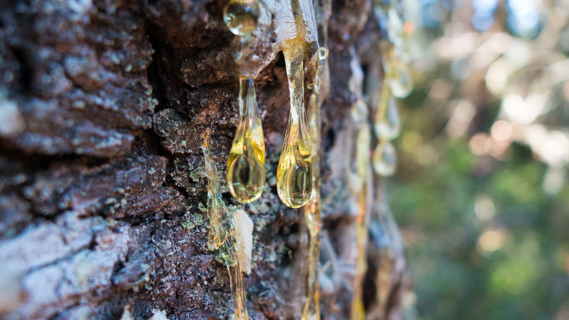 Pine Resin Market Will Grow At Highest Pace Owing To Rising Demand From Construction Industry 