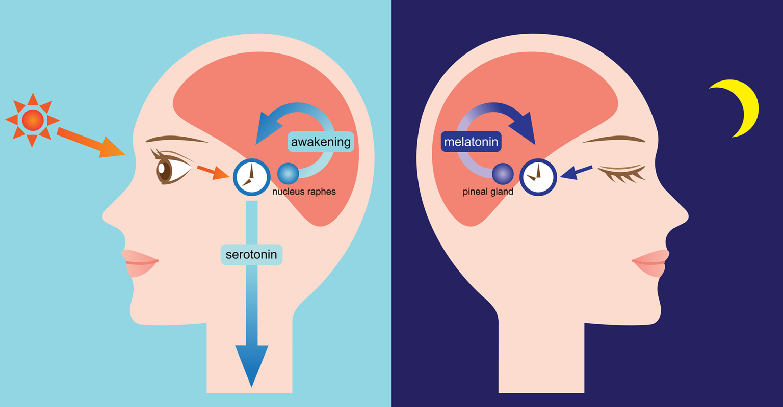 Melatonin Market Is Estimated To Witness High Growth Owing To Increasing Awareness About Sleep Disorders