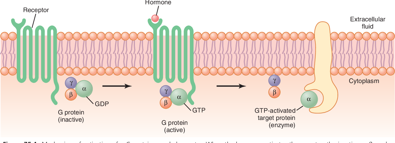 Global G-Protein Coupled Receptors: Implications For Drug Discovery And Therapeutics