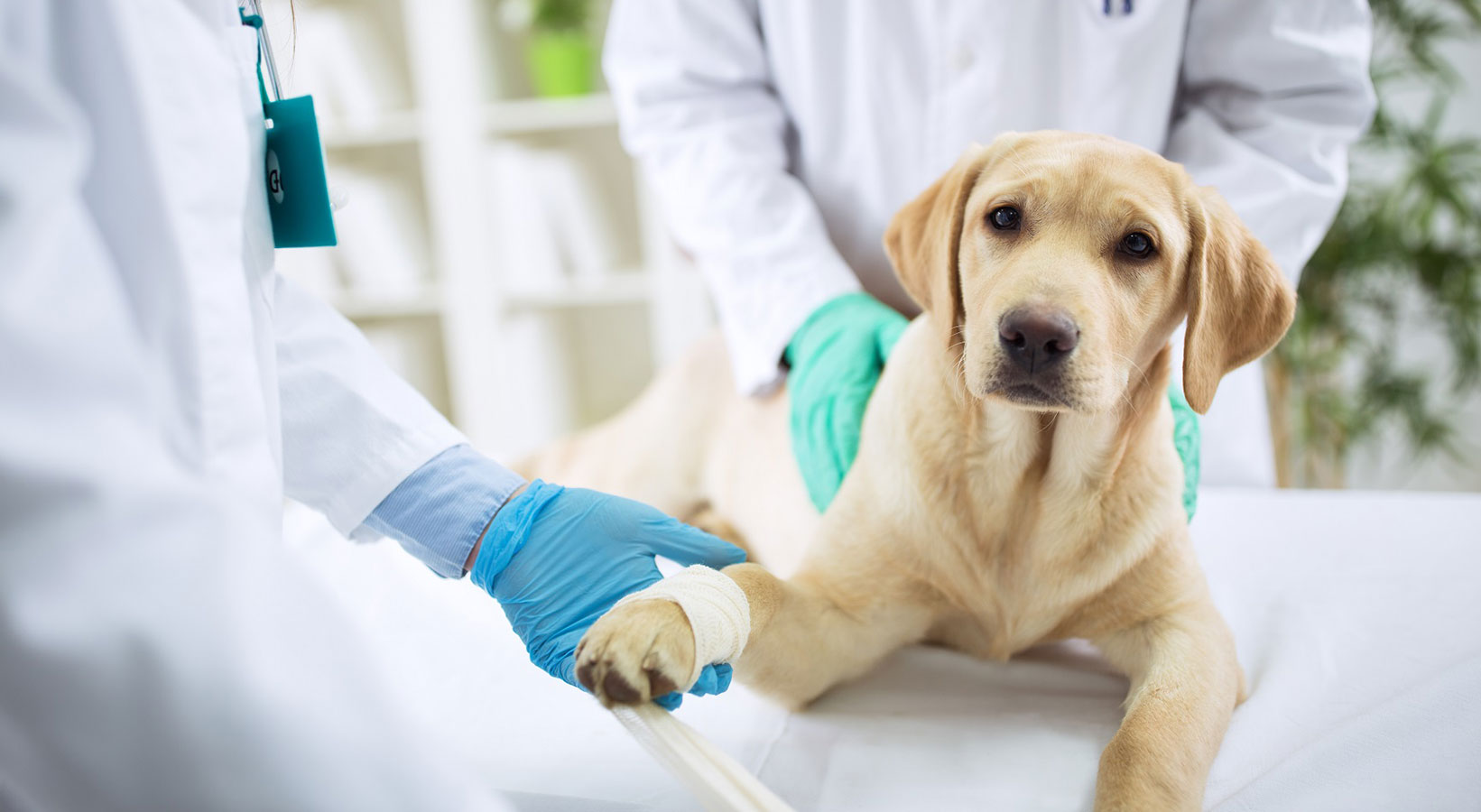 Animal Healthcare Market Is Estimated To Witness High Growth Owing To Opportunity For Preventing Spread Of Zoonotic Diseases