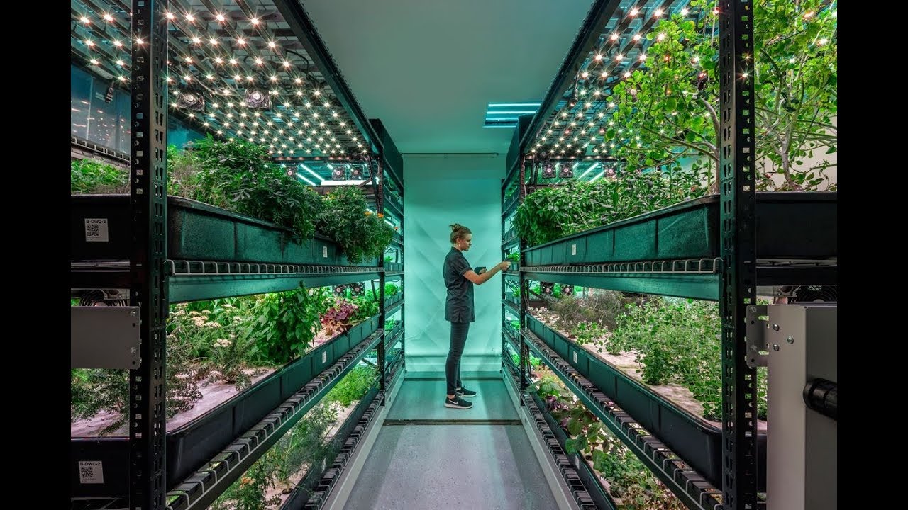 Hydroponics: Growing Plants Without Soil