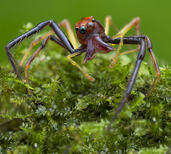 Pest Control | pest control near me | pest control services