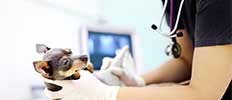 Animal/Veterinary Ultrasound Market - Overview