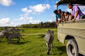 Safari: The Ultimate Guide to an Unforgettable Wildlife Adventure