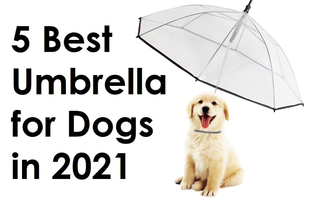 5 Best Umbrella for Dogs in 2021