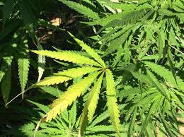 Marijuana delivery near me