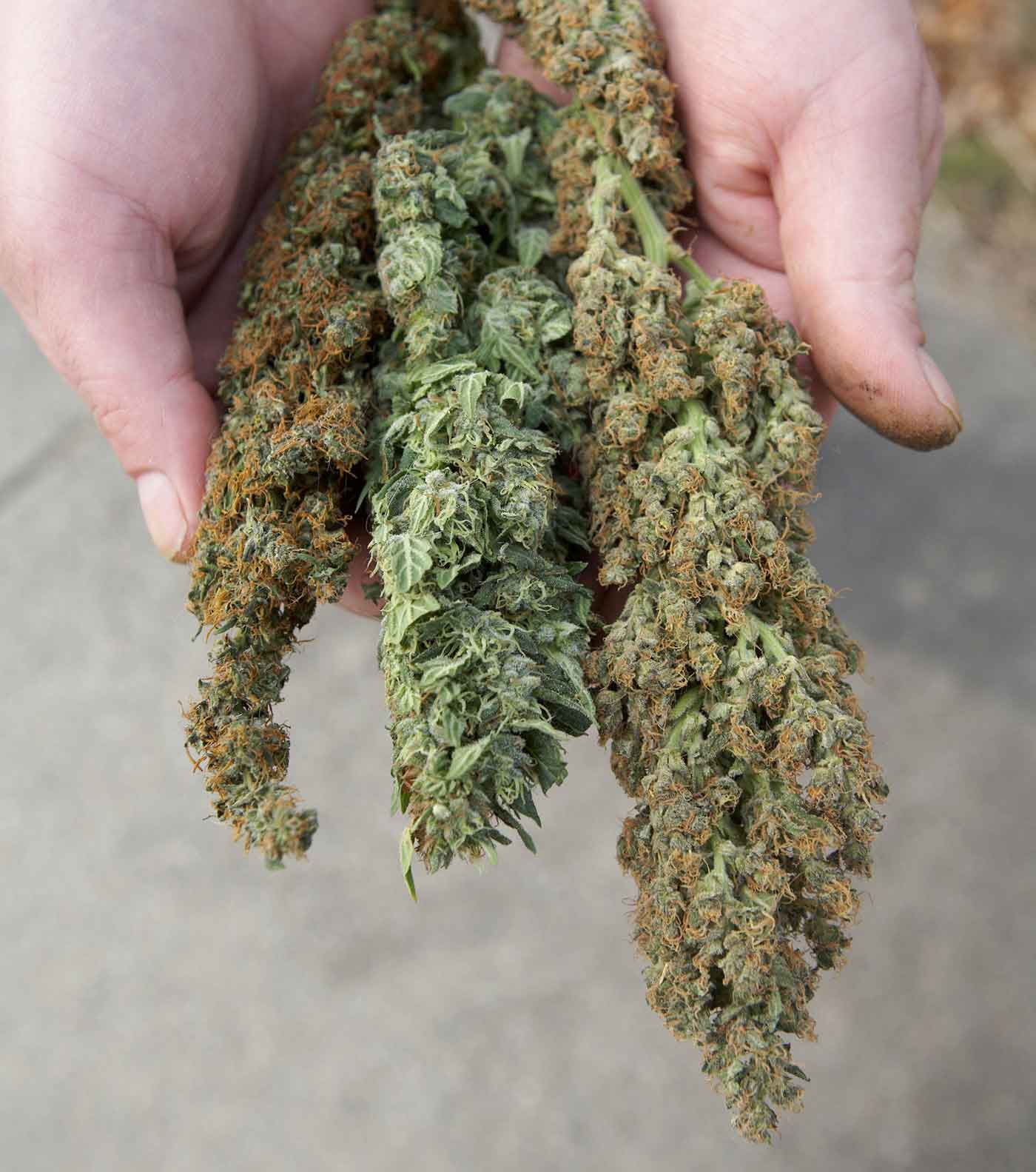 Online Cannabis Delivery