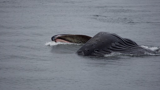 Campbell River: A Must-Do Experience