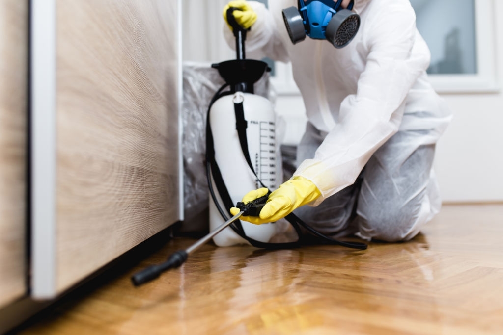 How hiring professionals can ensure pest control in North London