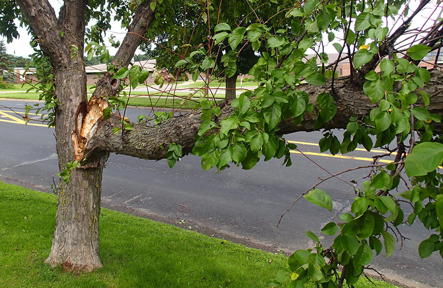 Crown Restoration Or Removal – Which Is Best For Damaged Trees? 