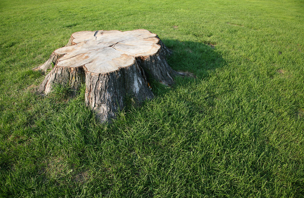 5 Reasons To Grind Your Tree Stumps 