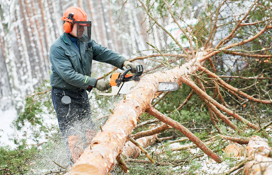 Is Winter a Good Time for Tree Care? 