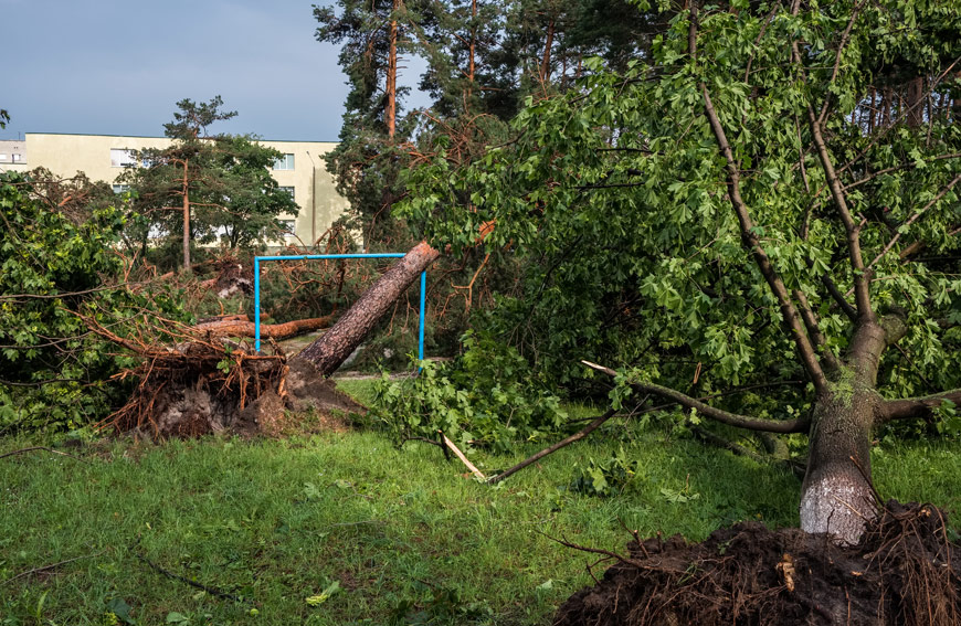 Signs That Your Tree Is Stressed and How to Treat It 