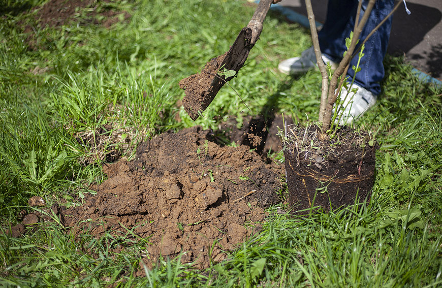 Things to Keep in Mind When Choosing a Tree