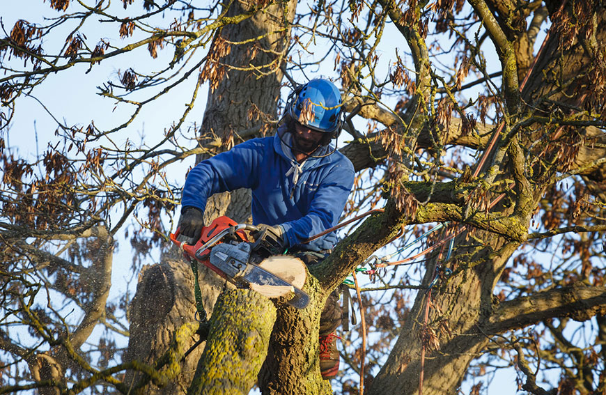 The Importance Of Hiring Professionals To Remove Your Tree