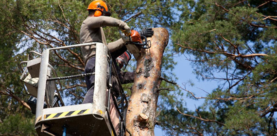 Tree Removal Service in Toronto, ON