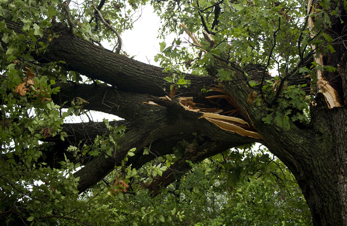Removing A Tree From Commercial Property 