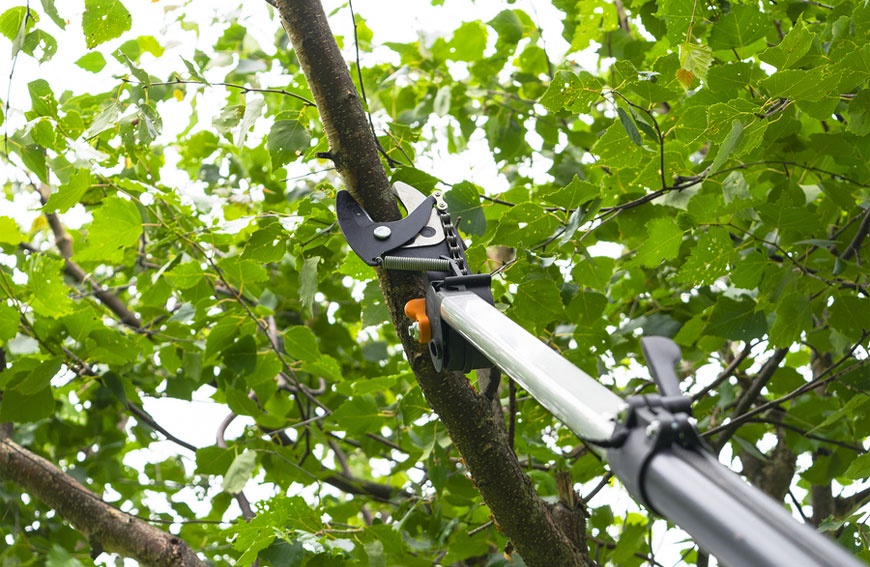 Trimming & Pruning Your Trees: The Best Advice