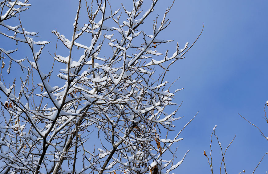 Can I Safely Remove or Prune Trees in The Winter?
