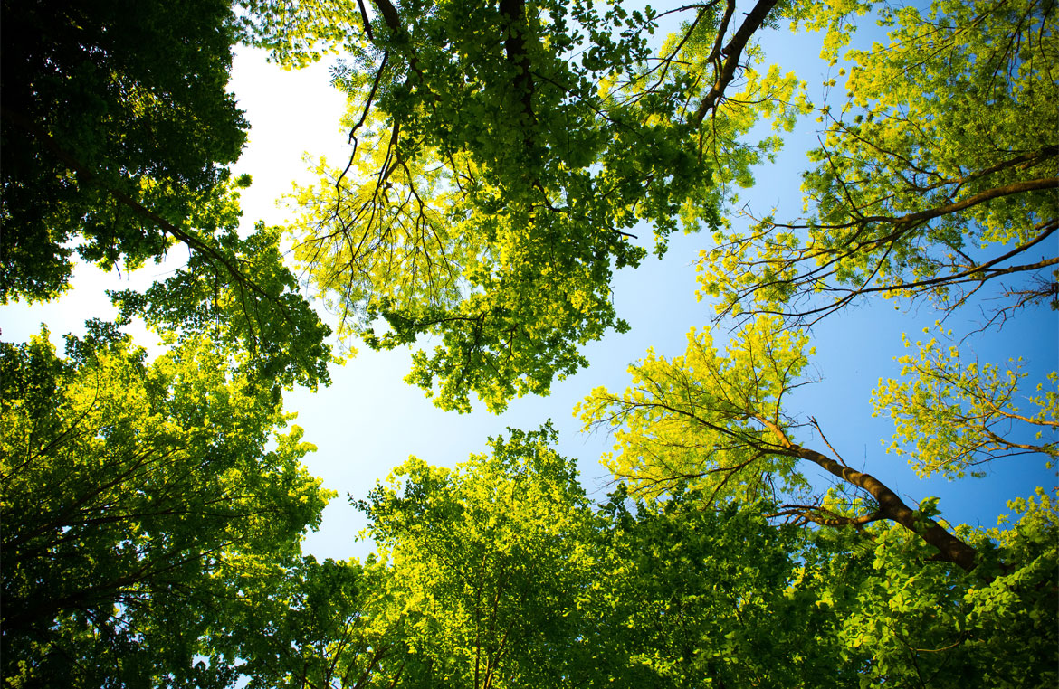When Is the Best Time to Have Your Trees Pruned?