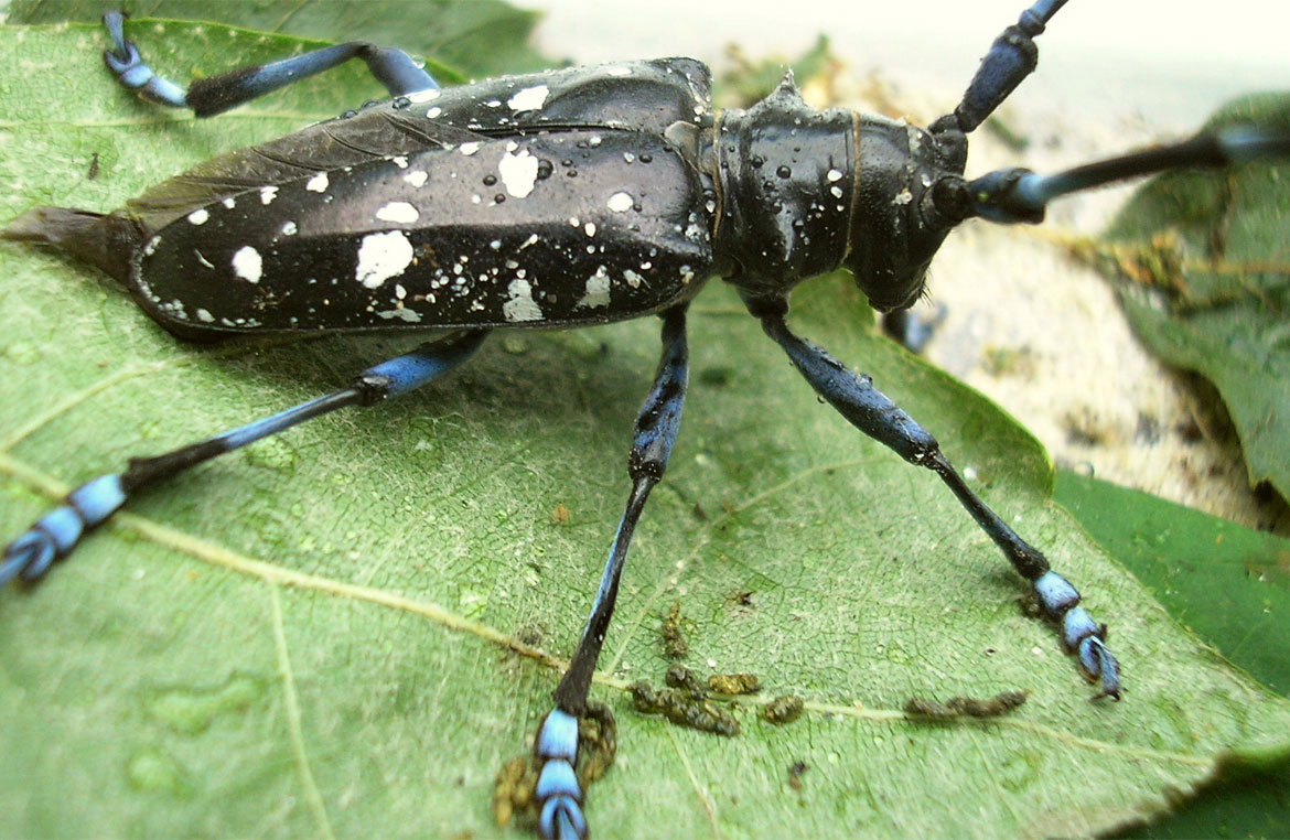 Common Tree Pests Found In Ontario 