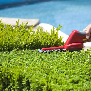 Hedge and Shrub Trimming