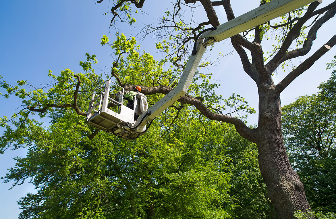 Why Tree Pruning Should Be Left to an Arborist