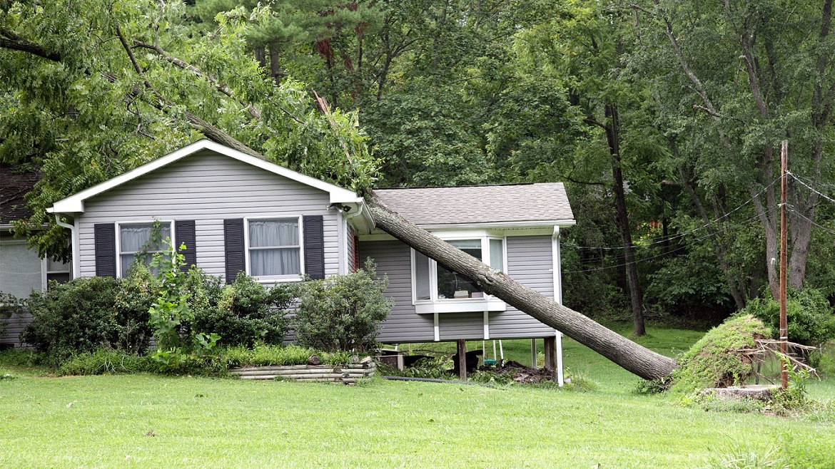 What Steps Should You Take When A Tree Falls On Your House? 