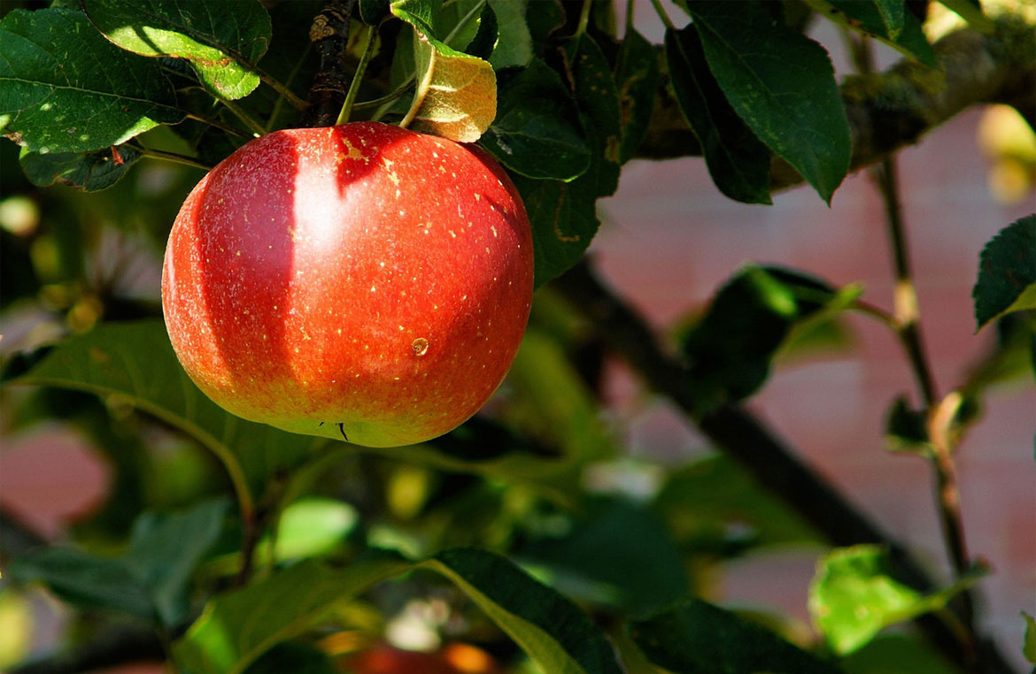 What You Need To Know About Trimming Fruit Trees 