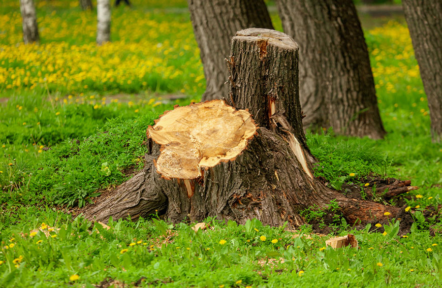 Stump Removal or Grinding: Which One?