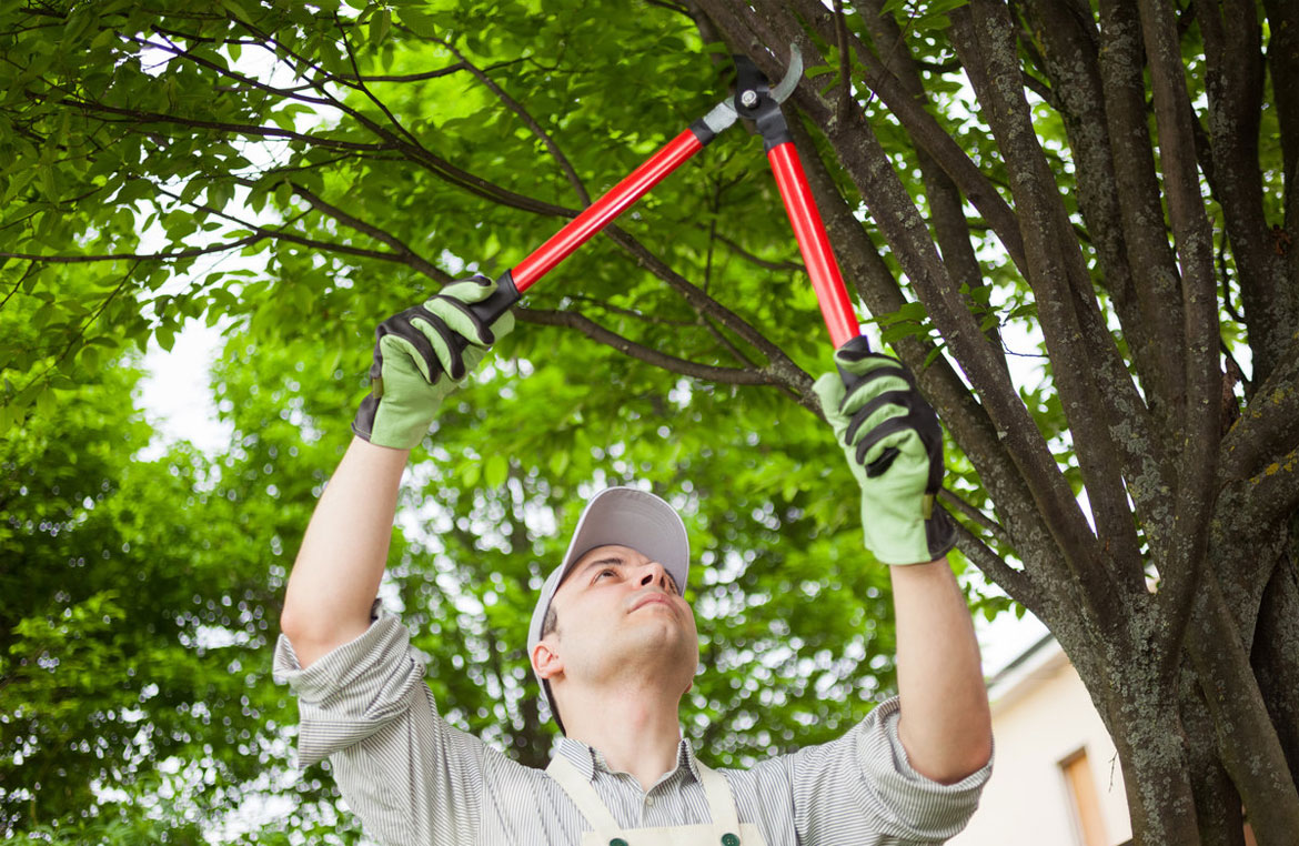 Why You Should Avoid DIY Pruning 