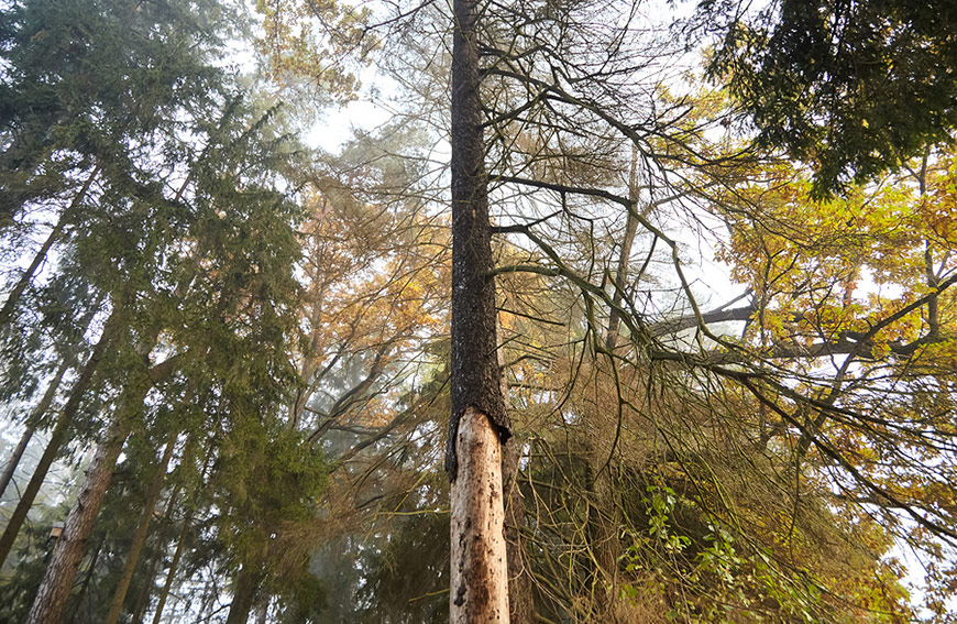 4 Signs It Might Be Time To Remove Your Tree 