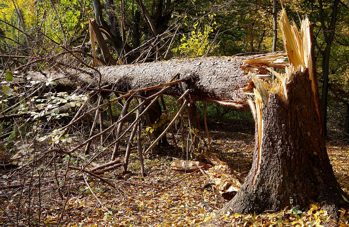 Potential Signs of a Hazardous Tree