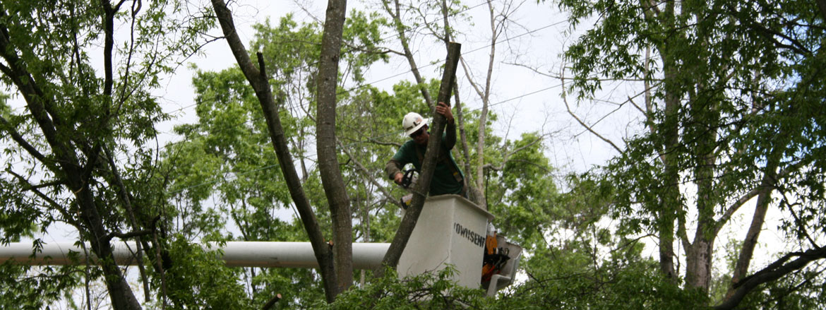 Tree Trimming, Pruning, and Cutting