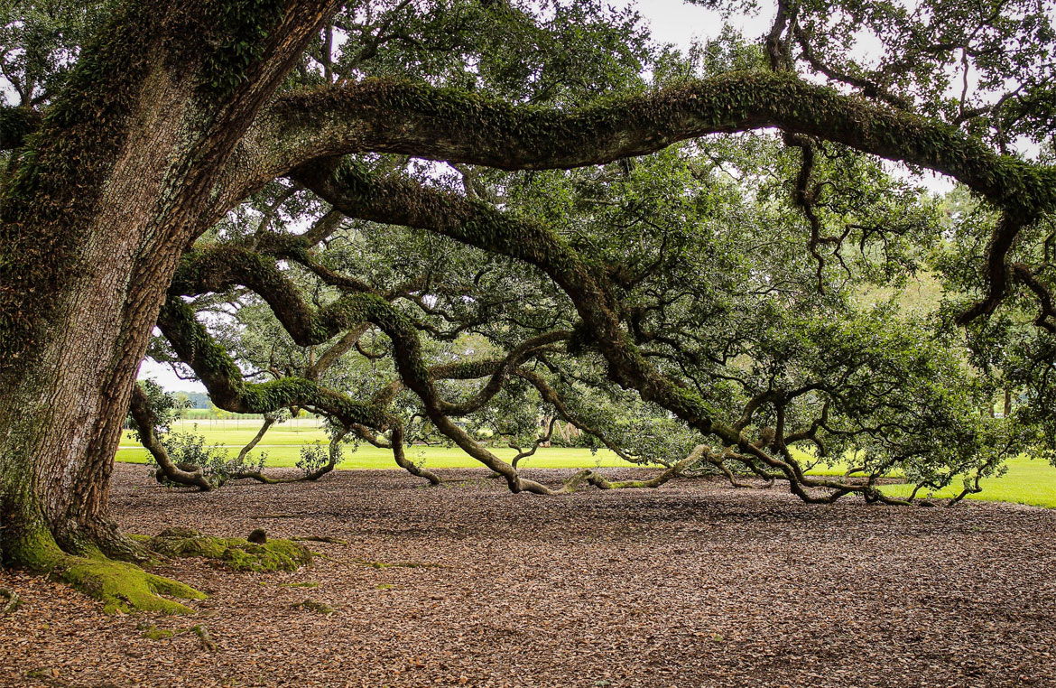 How To Prevent Or Treat Tree Leaning 