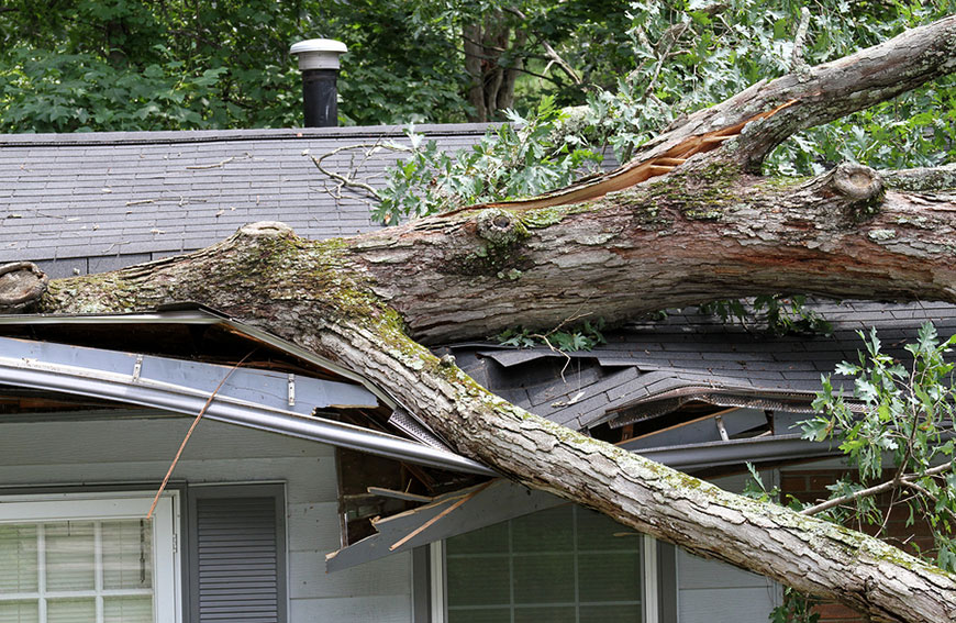 The Best Way To Prevent Trees From Falling On Your Home