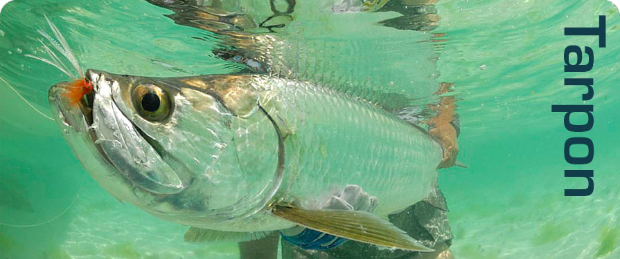 Book Tampa Bay Florida Fishing Charters For An Adventurous Fishing