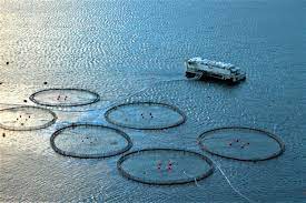 Precision Aquaculture Market 2020 Major Key Players and Industry Analysis Till 2027