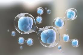 Stromal Vascular Fraction Market Size, Share, Regional Overview and Global Forecast to 2027
