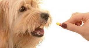 Companion Animal Specialty Drugs Market 2020 | Industry Demand, Fastest Growth, Opportunities Analysis and Forecast To 2027