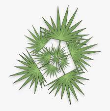 Know about the remarkable benefits of saw palmetto!