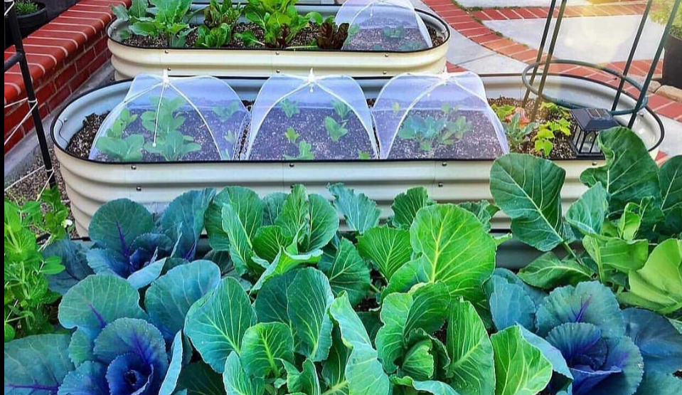 AMP Up Your Garden With Metal Garden Edging
