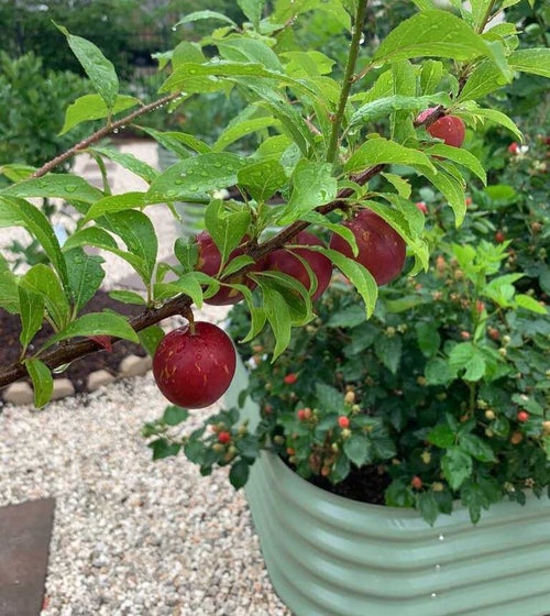 Everything You Need To Know About Corrugated Metal Raised Garden Beds In Raised Beds