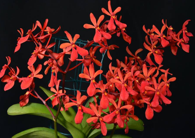 See How Online Flowers Delivery Helps in Express Your Feelings to Someone | Paradiseflowersnyc.com