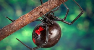 α-Latrotoxin Market Growth Opportunities By Regions, Types, Applications And Forecast To, 2026