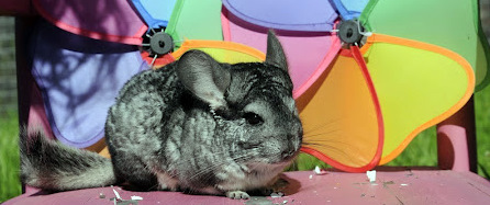Birthday Petting Zoo Plans