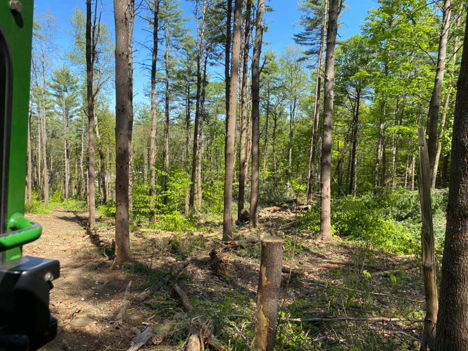 How to find the best logging and timber companies