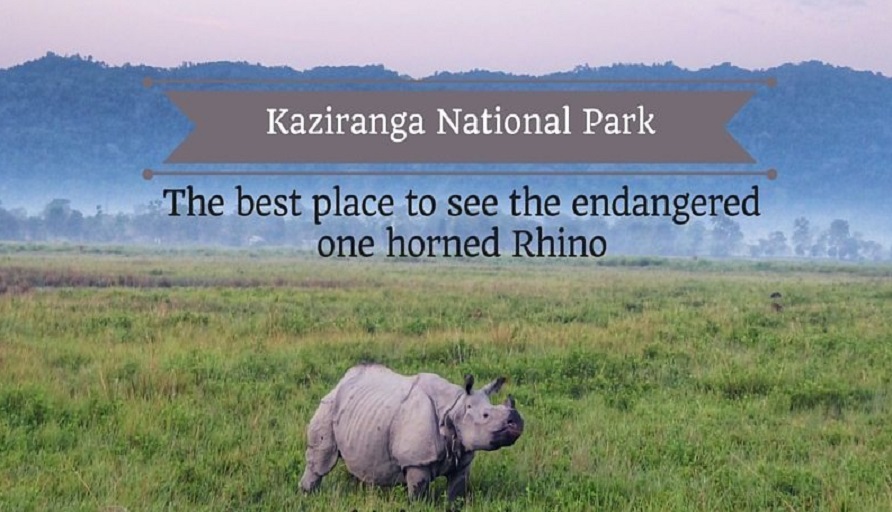 5 Significant Attractions Of Kaziranga National Park