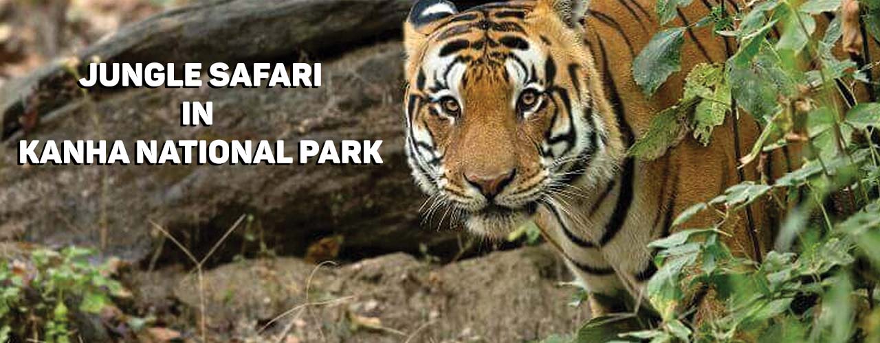 Is Kanha National Park Worth Visiting? 
